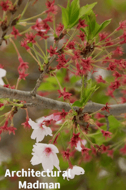 Architectural Madman's background