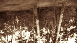 The Mouth Of The Woods's background