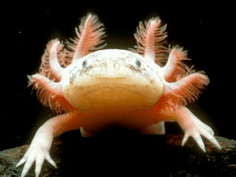 The Axolotl Project's background