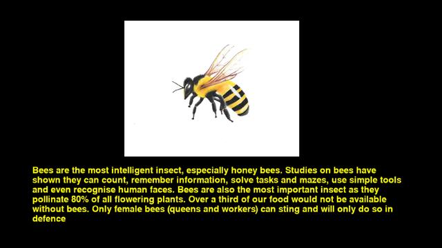 Quiz & Learn: Animals's background