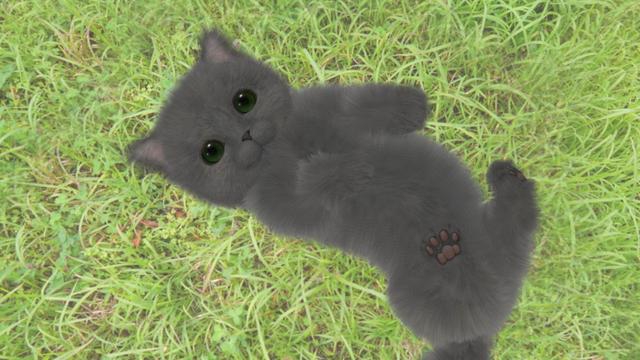 Aabs Animals's background